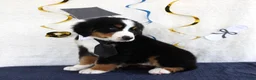 Bernese Mountain Dog dogs for sale: Marshall - Ad 5