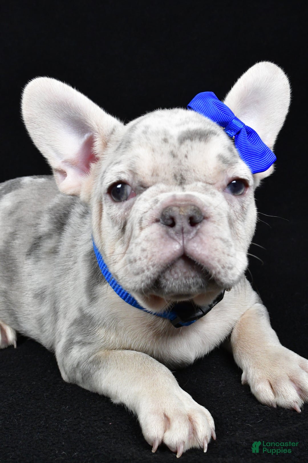 French Bulldog dogs for sale: Buster  - Ad 8