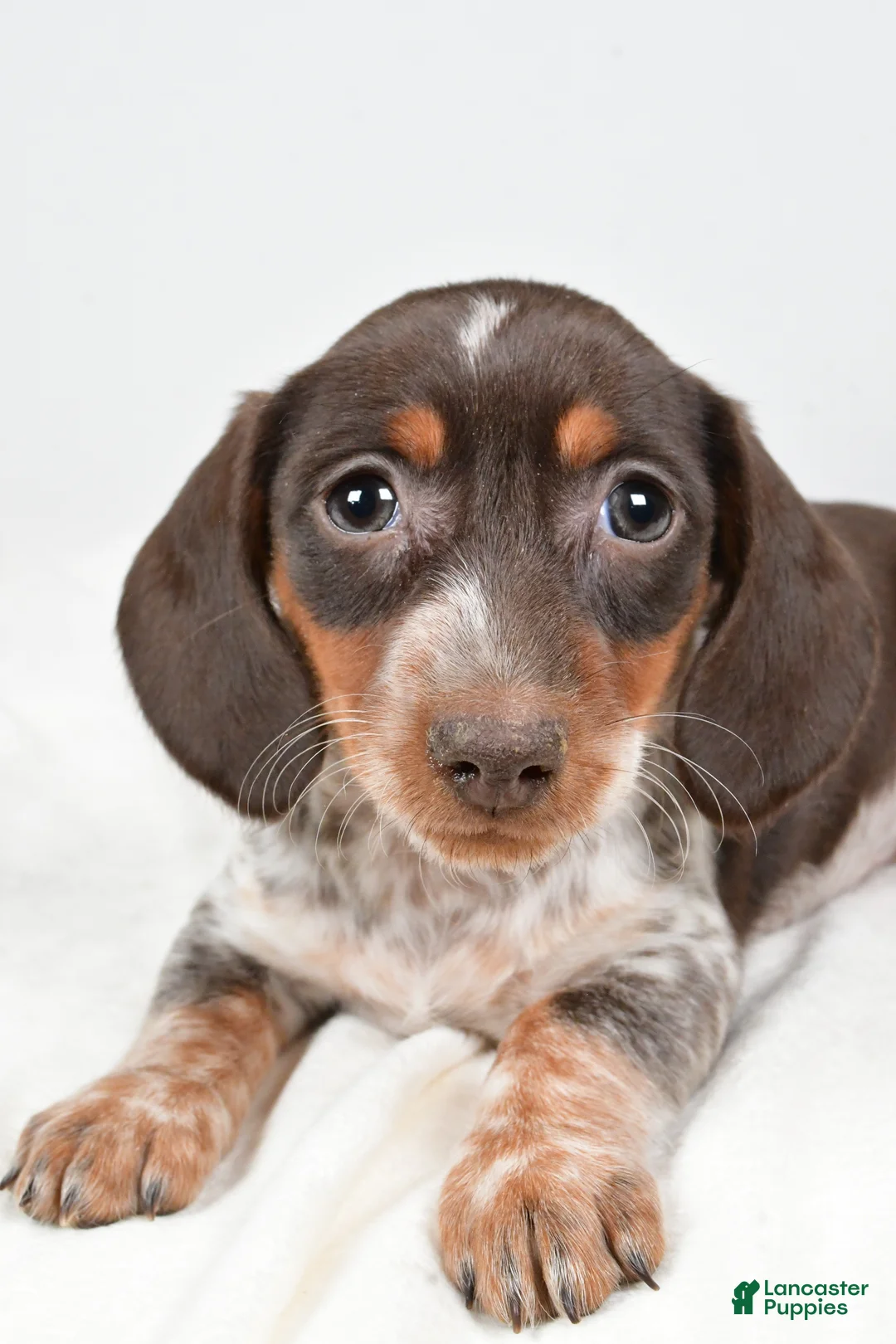 Dachshund dogs for sale: Piper - Ad 8