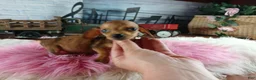 Miniature Dachshund dogs for sale: Suzies Teacup red girl. Hand Delivery  - Ad 5