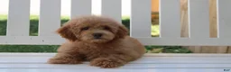 Shihpoo dogs for sale: Milo - Ad 3