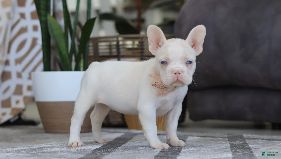 French Bulldog dogs for sale: Bree - Ad 5