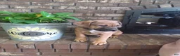 Mixed Breed dogs for sale: Mixed Breed Puppy 1 - Ad 3