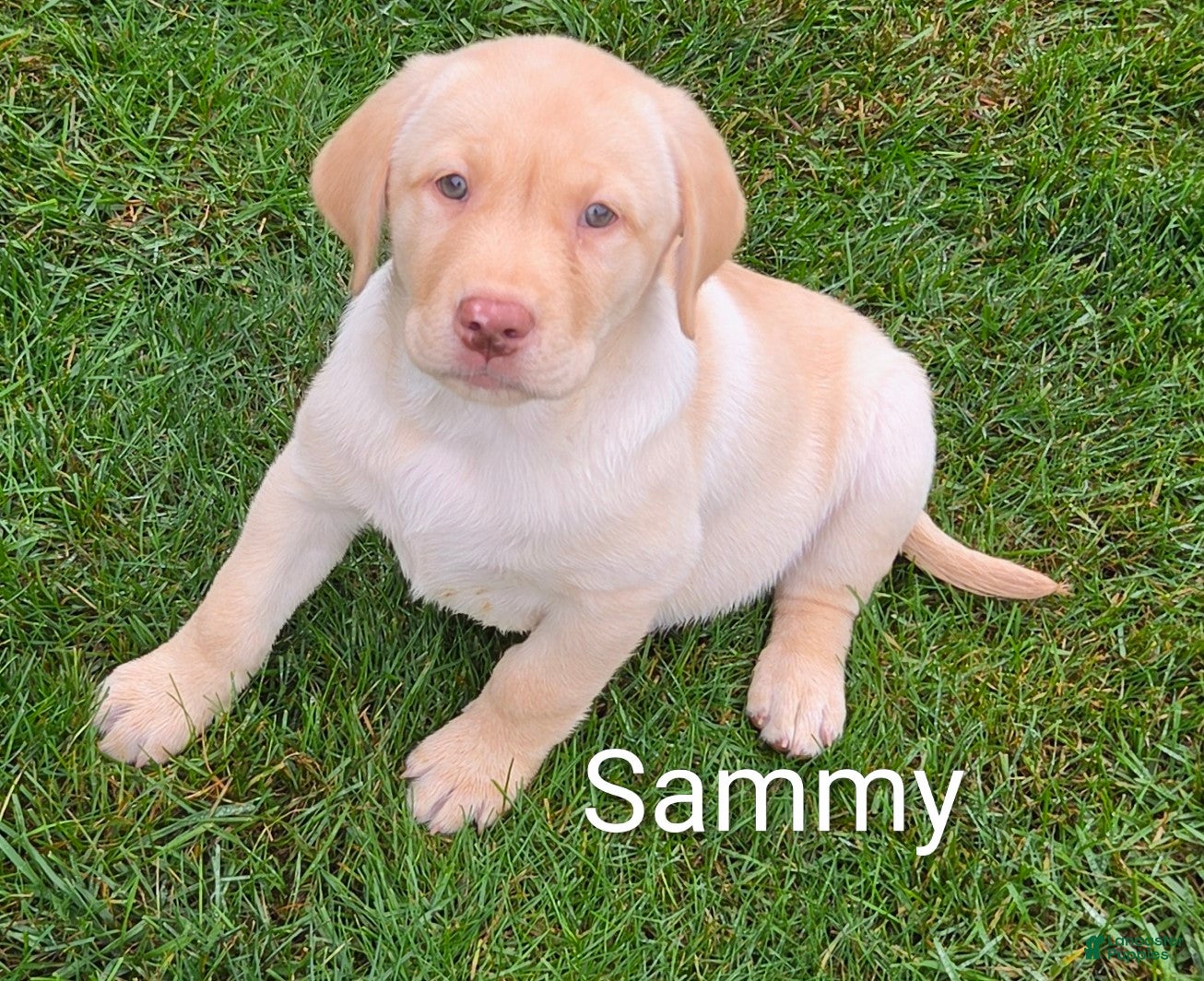 Labrador Retriever dogs for sale: Labrador Retriever Sammy - Ad 1