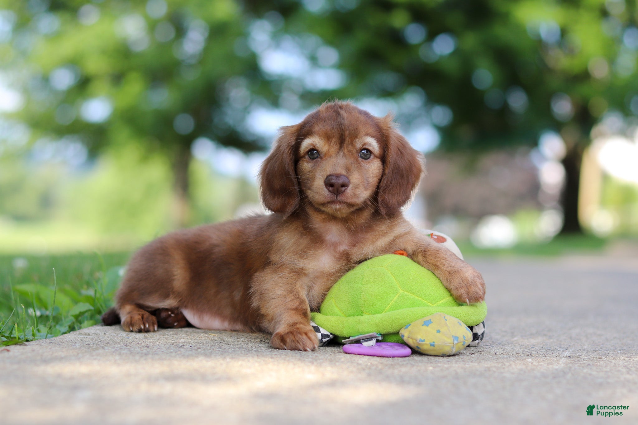 Miniature Dachshund dogs Sacajawea - Ad 1