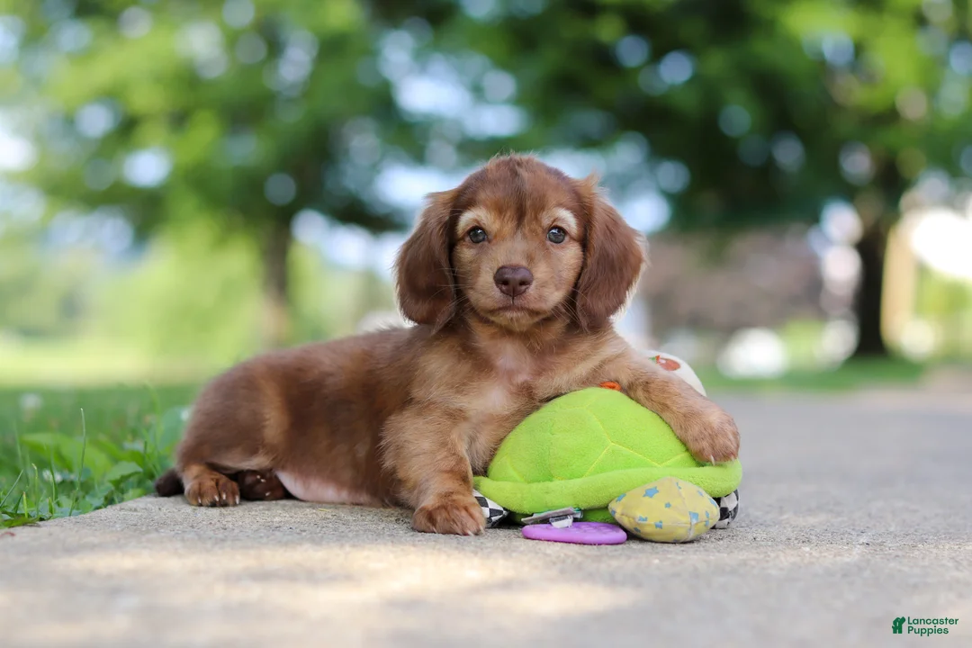 Miniature Dachshund dogs for sale: Sacajawea - Ad 1