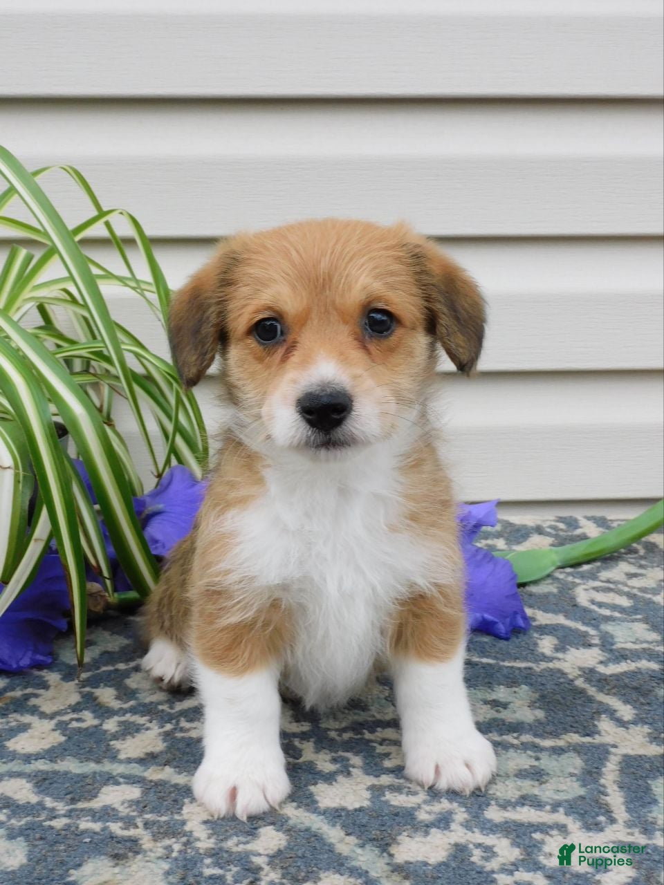 Corgipoo dogs Lexi - Ad 1