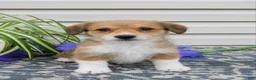 Corgipoo dogs for sale: Lexi - Ad 1