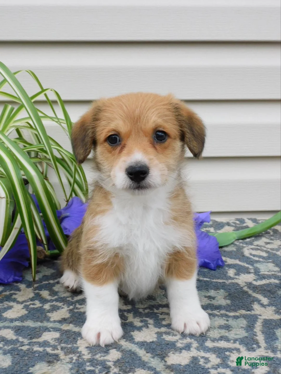 Corgipoo dogs for sale: Lexi - Ad 1