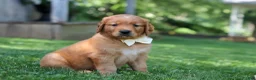 Golden Retriever dogs for sale: Ollie - Ad 3