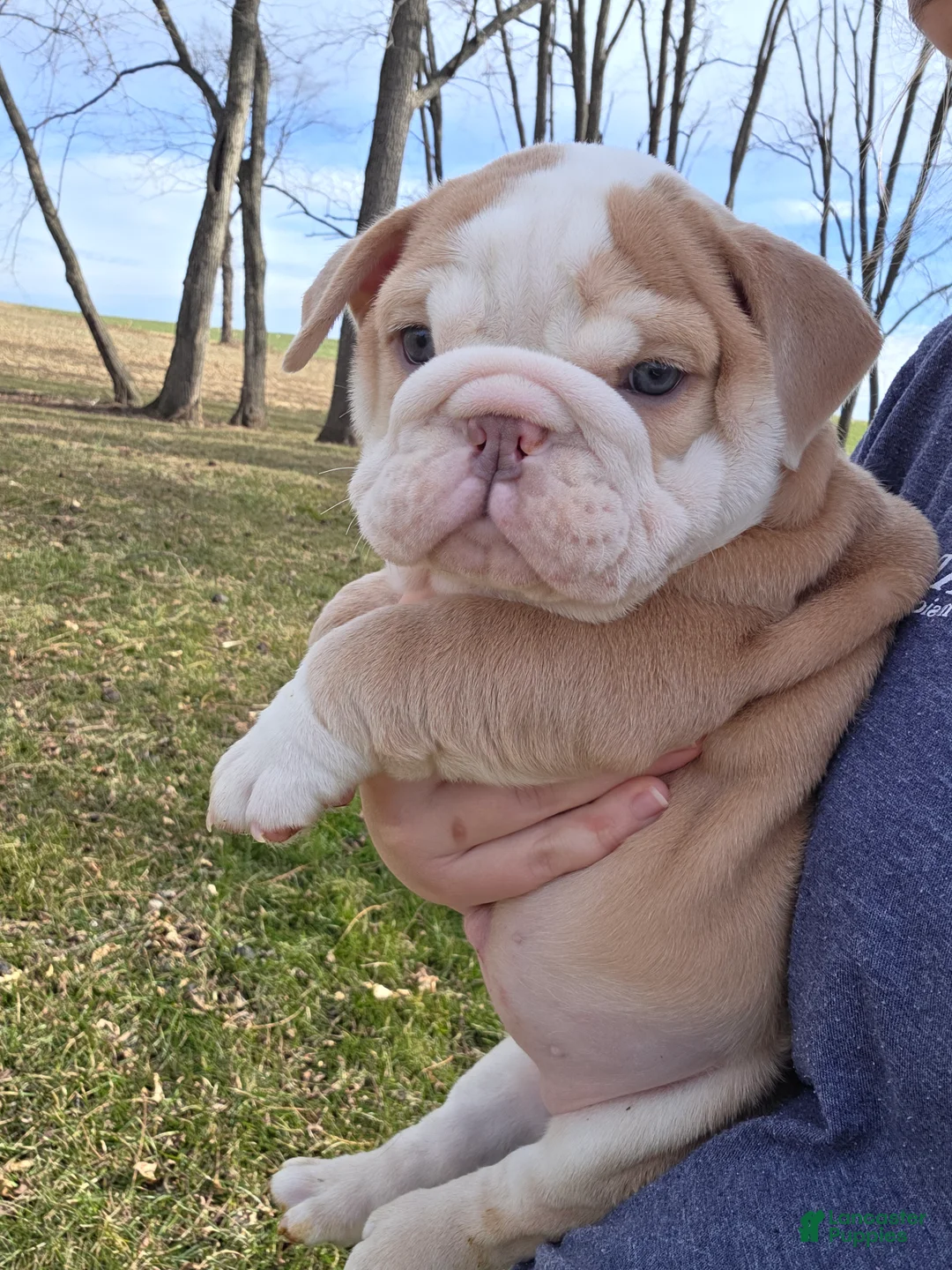English Bulldog dogs for sale: Creme Puff - Ad 8