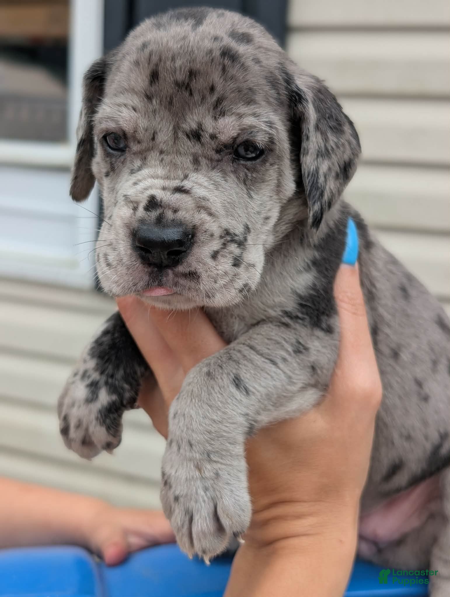 Great Dane dogs Izzy - female  - Ad 2