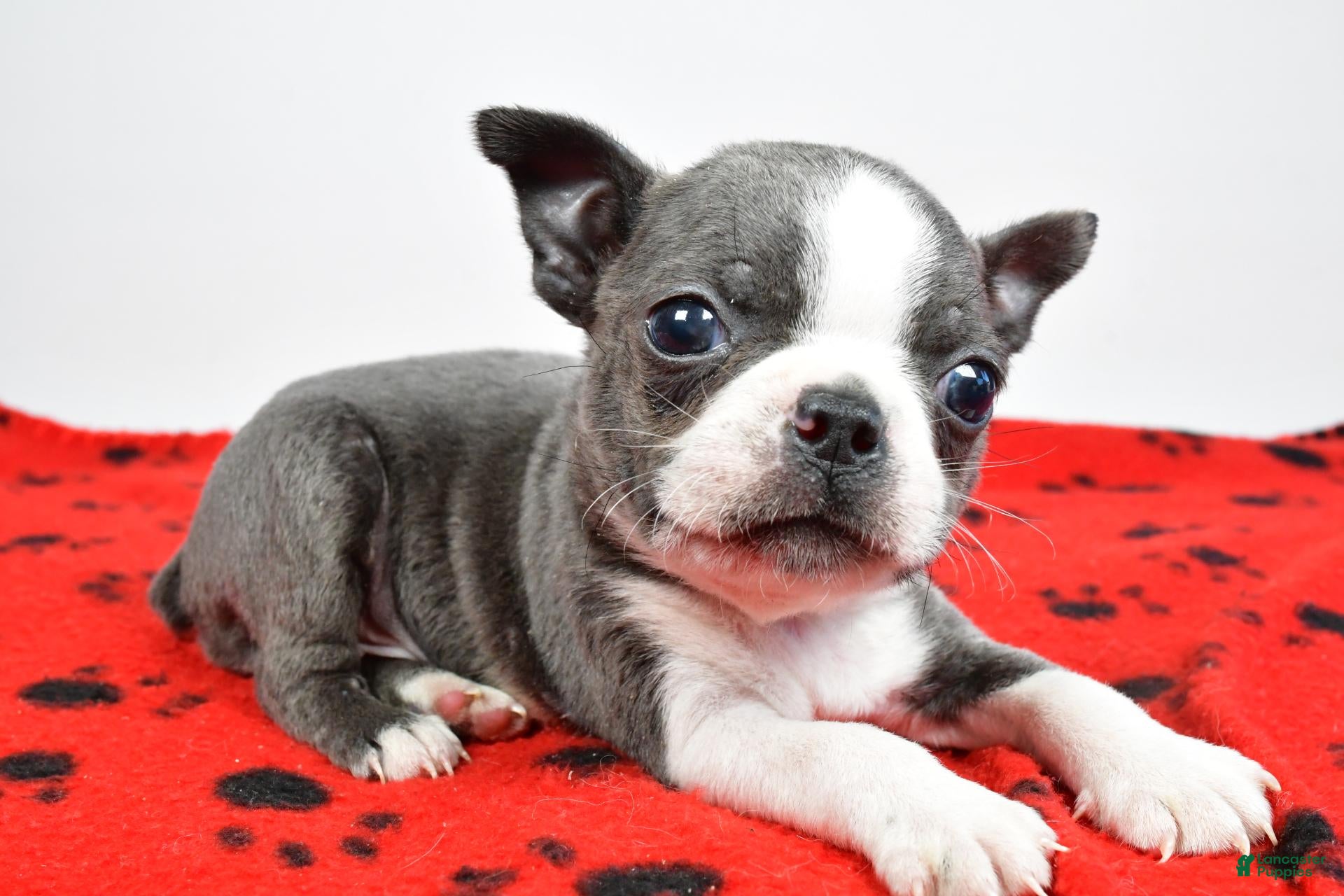 Boston Terrier dogs for sale: Tucker - Ad 2