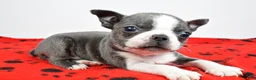Boston Terrier dogs for sale: Tucker - Ad 2