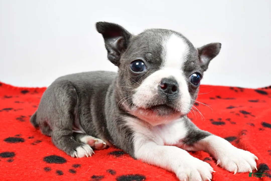 Boston Terrier dogs for sale: Tucker - Ad 2
