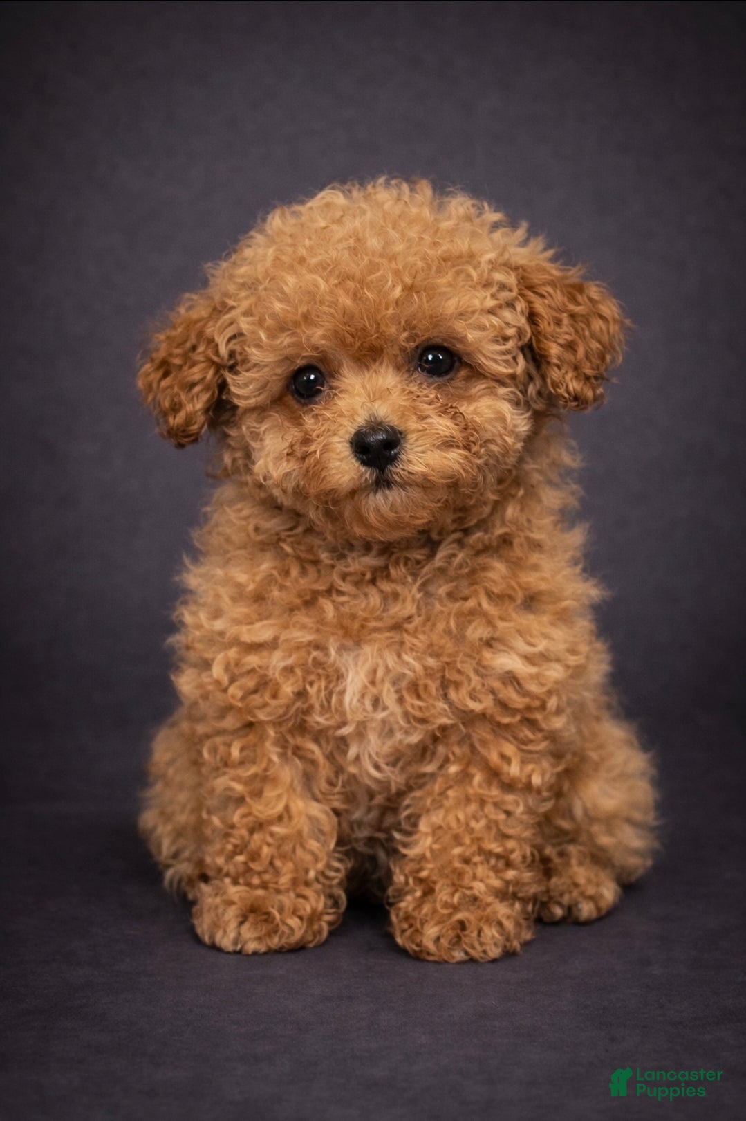 Toy Poodle dogs Freddy - Ad 42