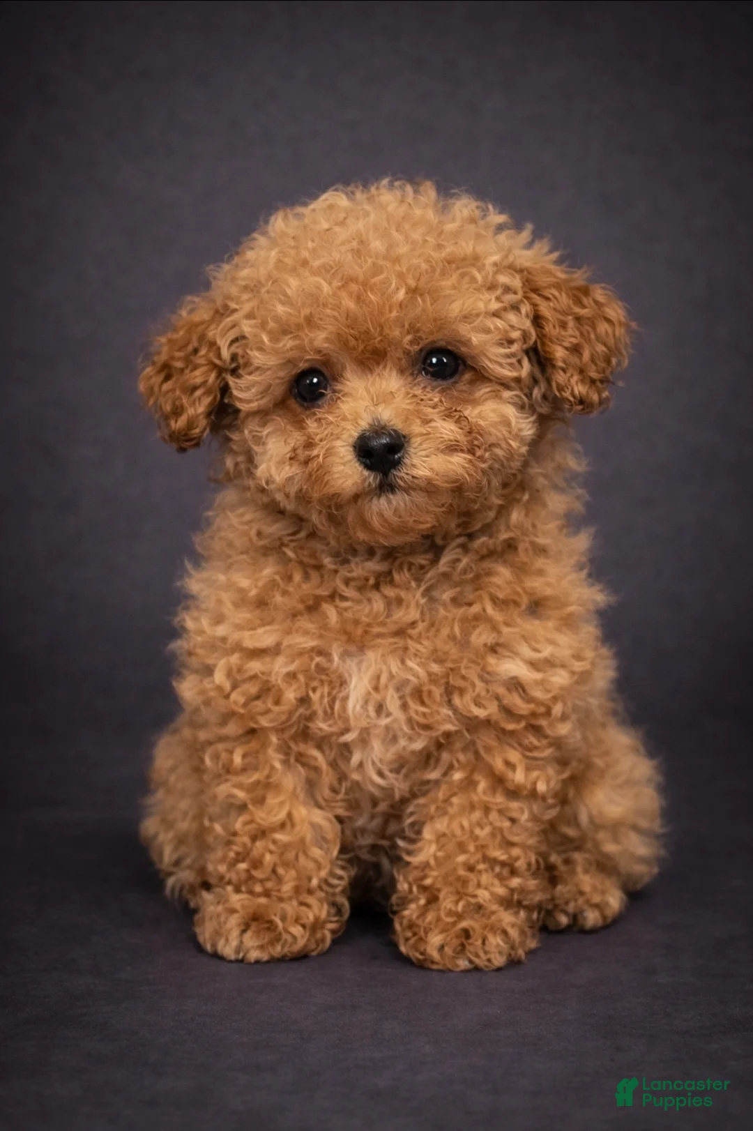 Toy Poodle dogs for sale: Freddy - Ad 1