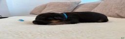 German Shepherd dogs for sale: Blue Boy - Ad 2