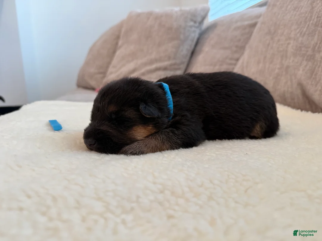 German Shepherd dogs for sale: Blue Boy - Ad 2