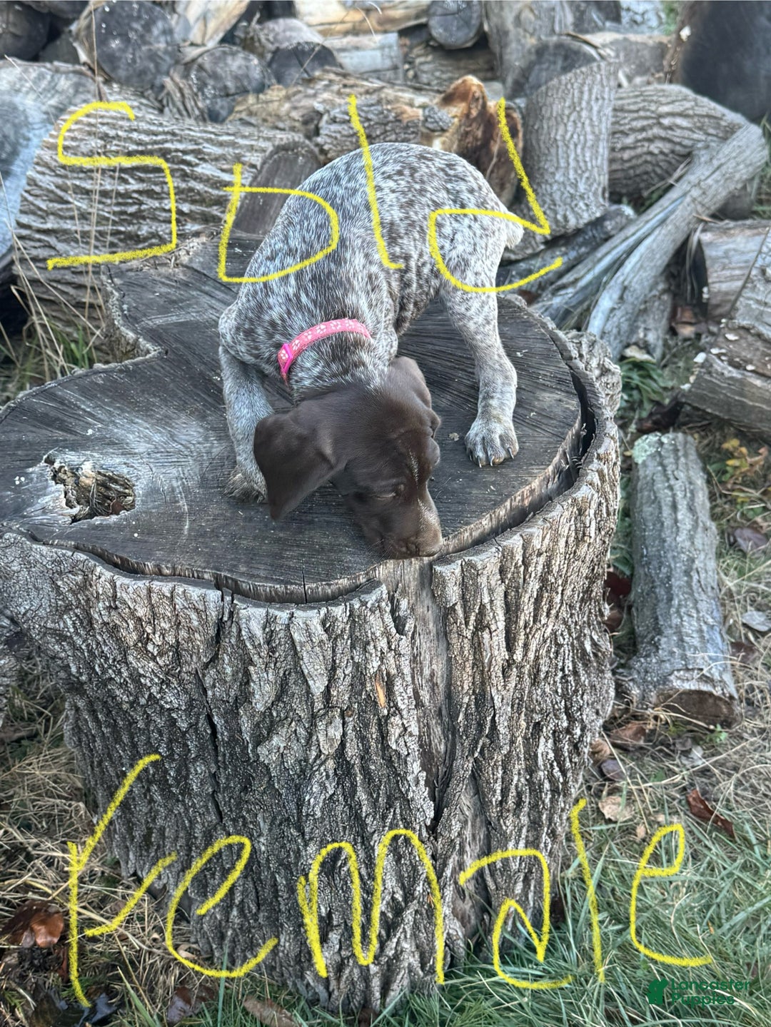 German Shorthaired Pointer dogs for sale: German Shorthaired Pointer Puppy 6 - Ad 6