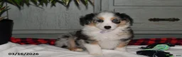 Australian Shepherd dogs for sale: Pansy - Ad 4