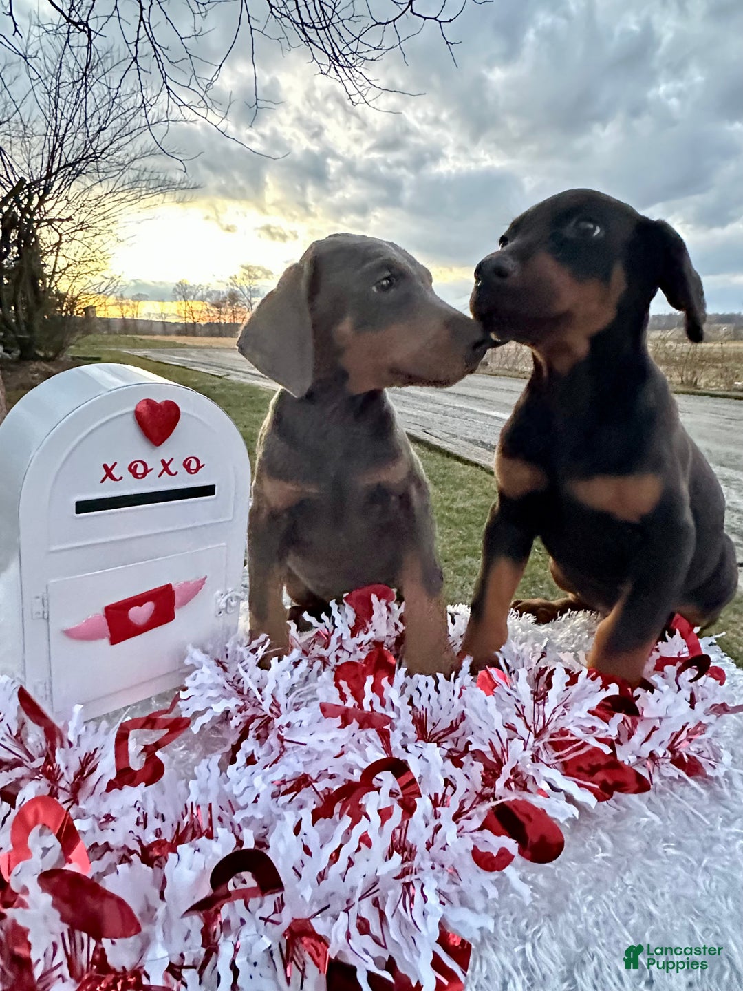 Doberman Pinscher dogs for sale: Akc Doberman Pinscher Blue Valentine - Ad 1