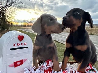 Doberman Pinscher dogs Akc Doberman Pinscher Blue Valentine - Ad 42