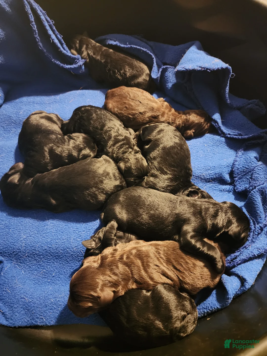 Labradoodle dogs for sale: Labradoodle 5 - Ad 1