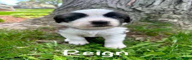 Reign