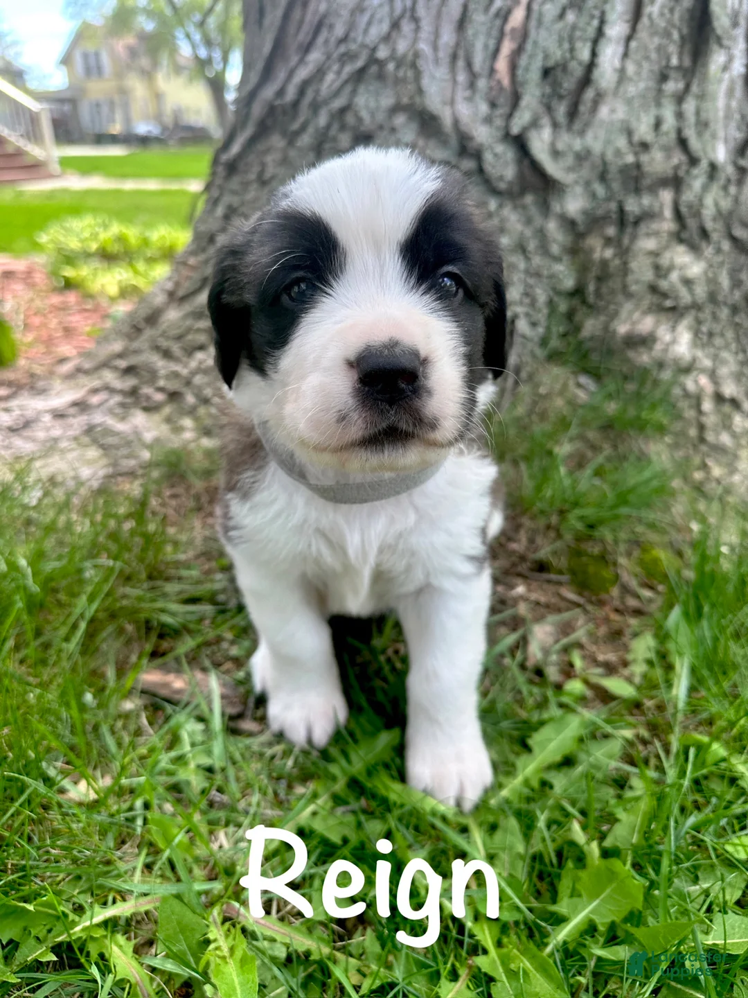 Saint Bernard dogs for sale: Reign - Ad 1