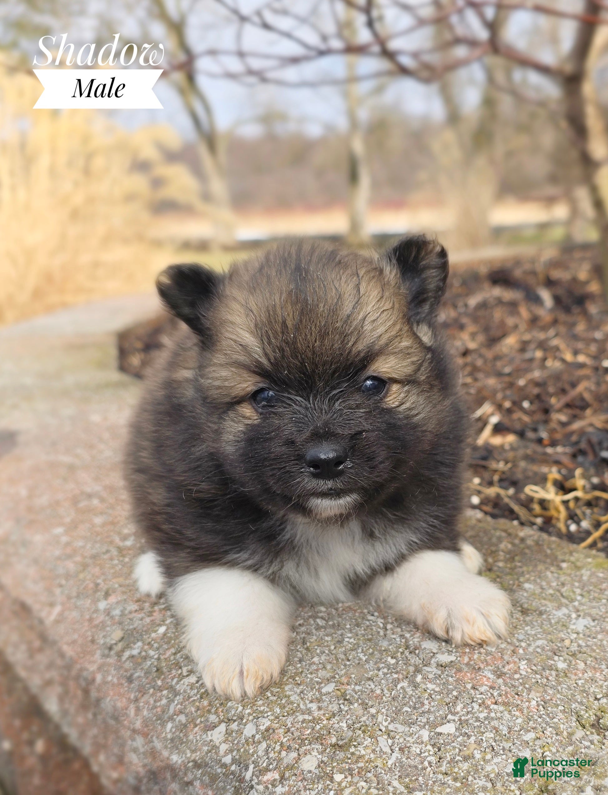 Pomeranian dogs Shadow - Ad 1