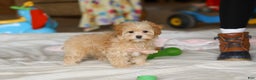 Havapoo dogs for sale: Clover - Ad 5