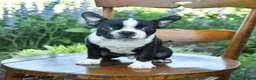 Boston Terrier dogs for sale: Vadar  - Ad 4