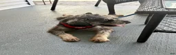 Miniature Schnauzer dogs for sale: Yoshi - Ad 6