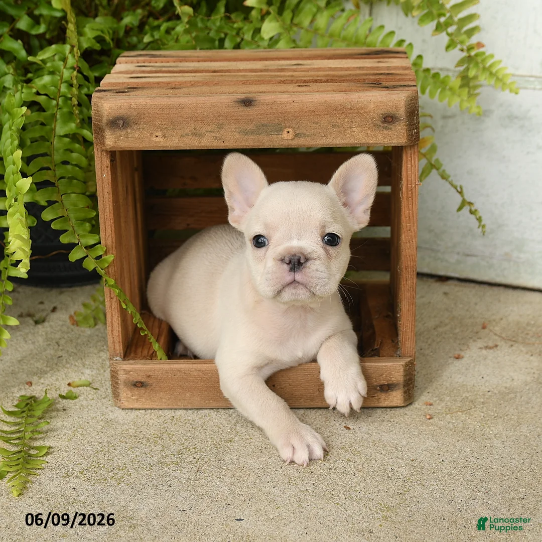 French Bulldog dogs for sale: Jackie - Ad 3