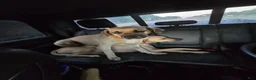 Black Mouth Cur dogs for sale: Black Mouth Cur - Ad 25