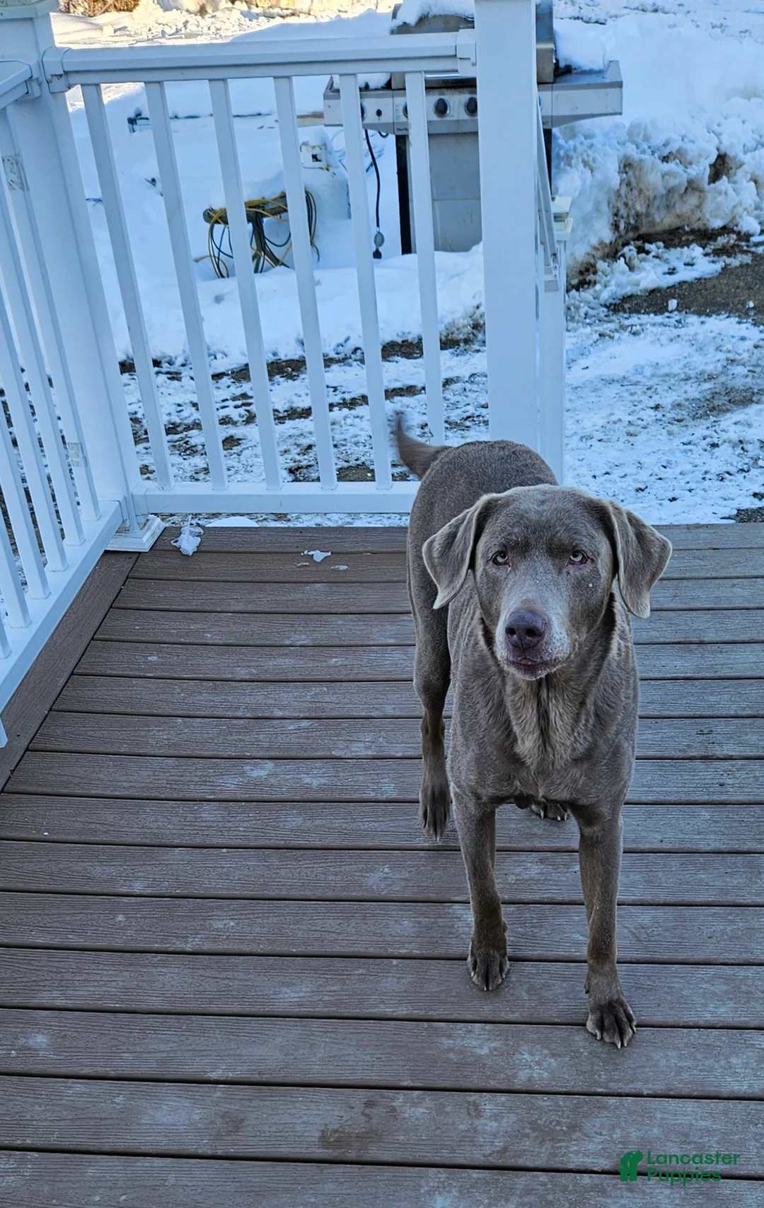 Labrador Retriever dogs for sale: Labrador Retriever Puppy 2 - Ad 6