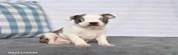 Boston Terrier dogs for sale: Ronald - Ad 3