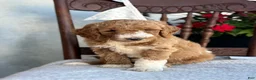 Goldendoodle dogs for sale: Coco - Ad 9