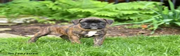 Boxer dogs for sale: Betty   - Ad 4
