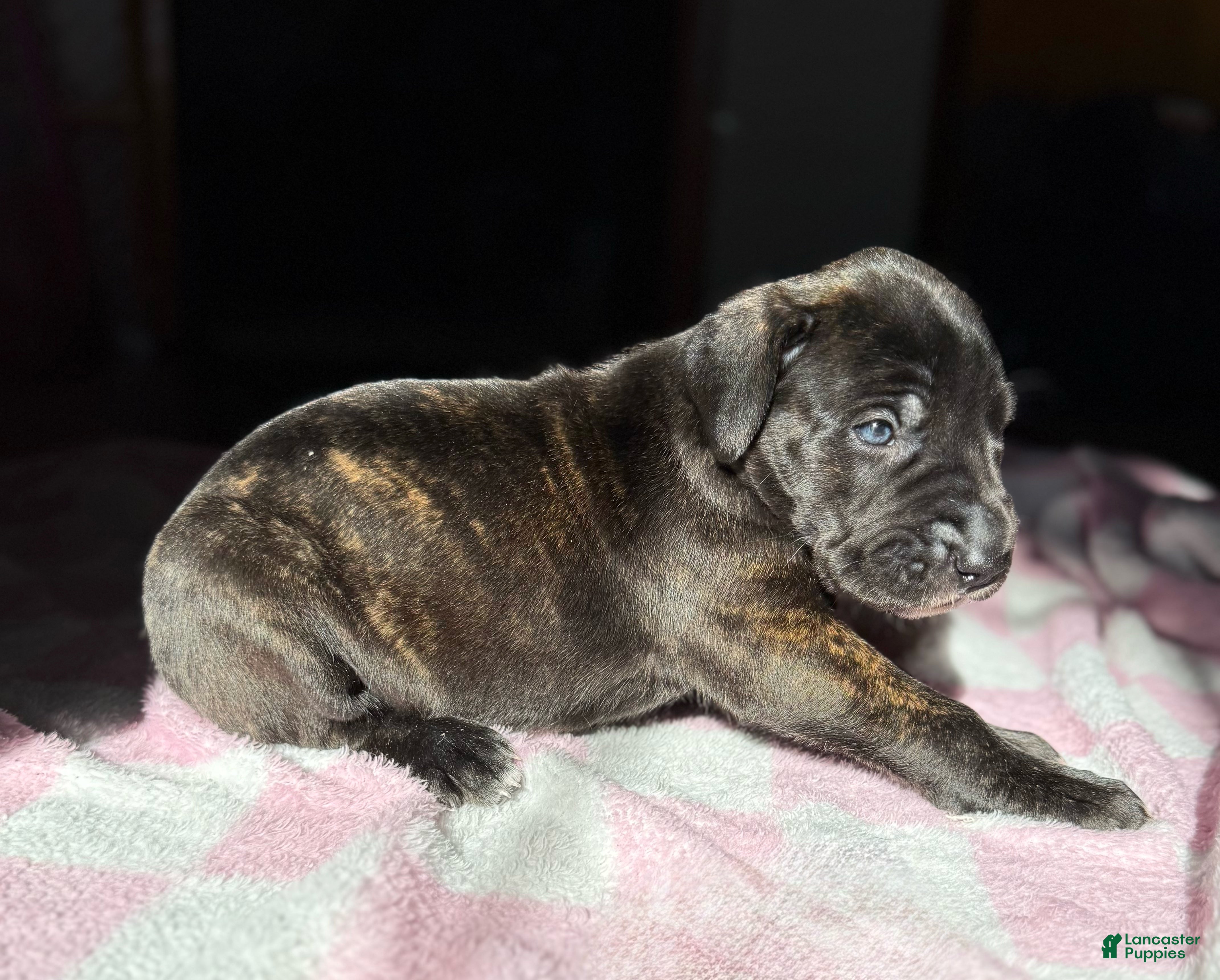 Great Dane dogs Brindle  - Ad 42