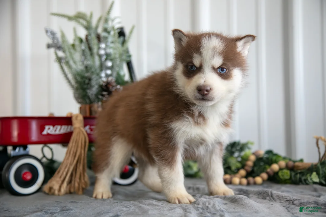 Siberian Husky dogs for sale: Sid - Ad 3