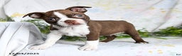 Boston Terrier dogs for sale: Bobby - Ad 4
