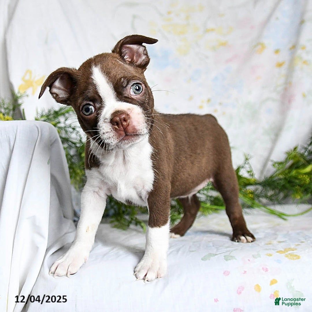 Boston Terrier dogs for sale: Bobby - Ad 4