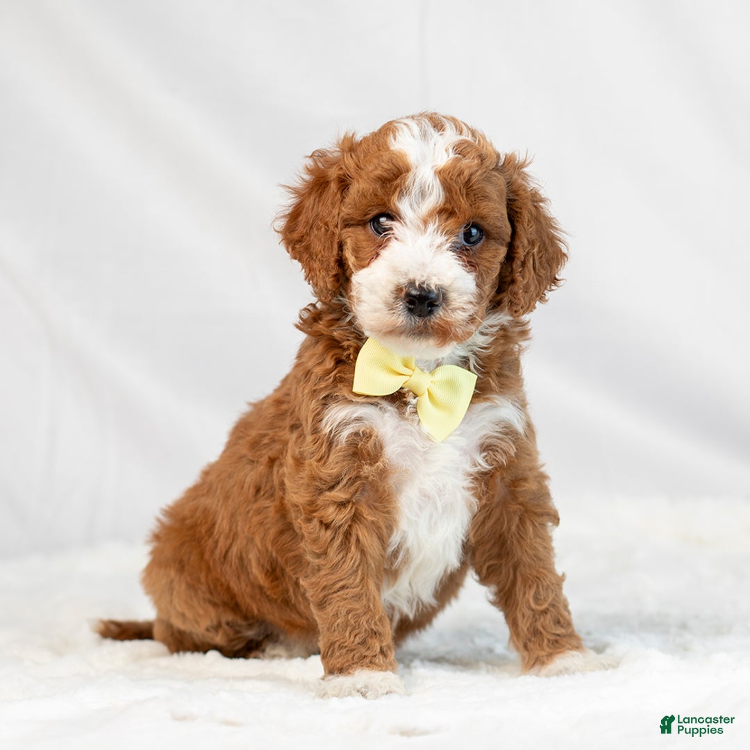 Mini Goldendoodle dogs for sale: Lewis - Ad 1