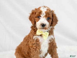 Mini Goldendoodle dogs Lewis - Ad 27