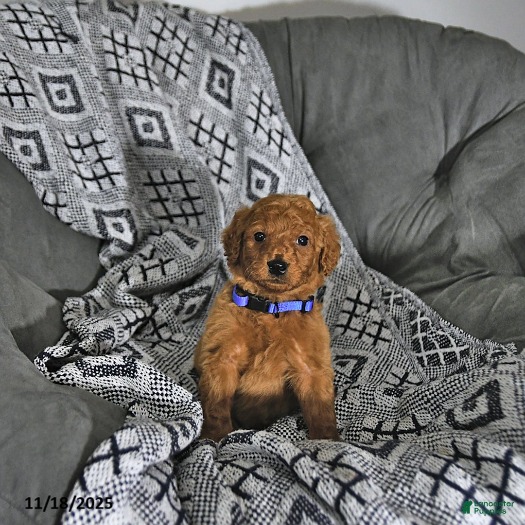 Mini Goldendoodle dogs for sale: Rudolph - Ad 3