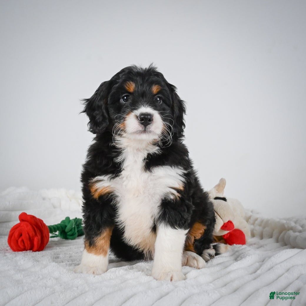 Mini Bernedoodle dogs Sandy - Ad 1