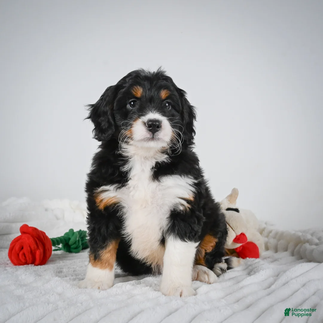 Mini Bernedoodle dogs for sale: Sandy - Ad 1