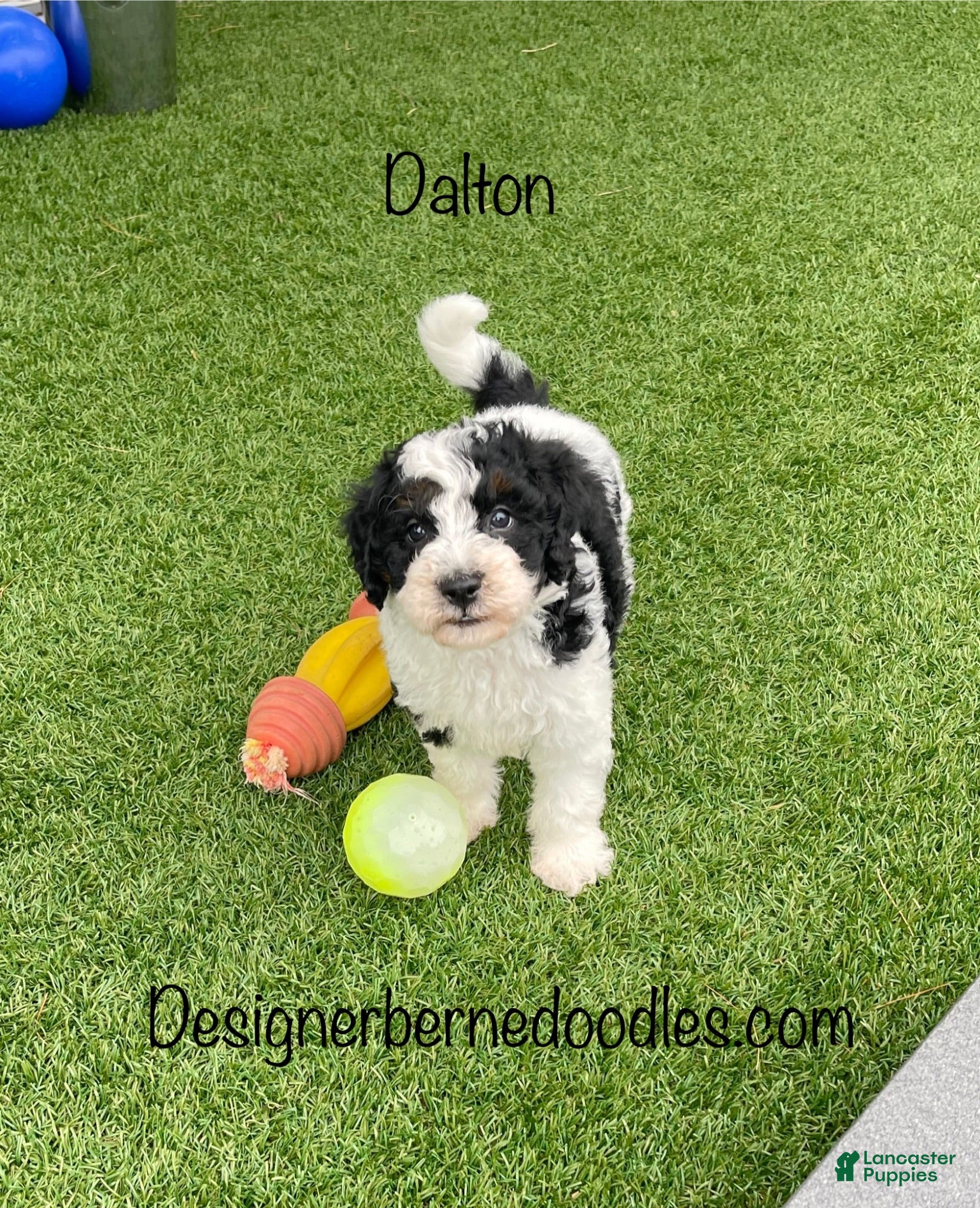 Mini Bernedoodle dogs Dalton - Ad 40